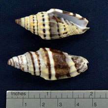 Shell 23 貝殼批發購物網站